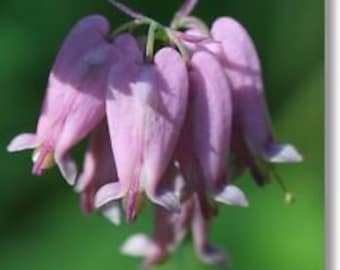 20+ Dicentra Eximia Pink Bleeding Heart Flower Seeds / Shade Loving Perennial