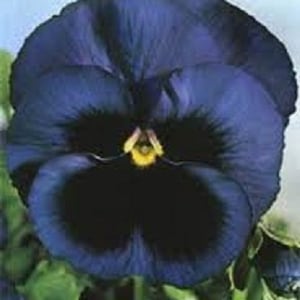 NEW! 35+ Viola NAVY Blue Giant Ullswater Perfection / Perennial / Flower Seeds