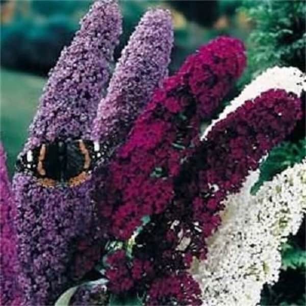 25 Buddleia BUTTERFLY BUSH Flower Seeds Mix / Easy to Grow Perennial