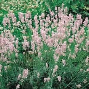 May include: A close-up of a patch of lavender plants with light pink flowers in bloom. The plants are growing in a garden setting.