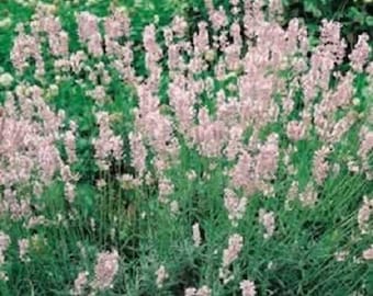 30+ Pink Lavender / Fragrant Perennial Flower Seeds