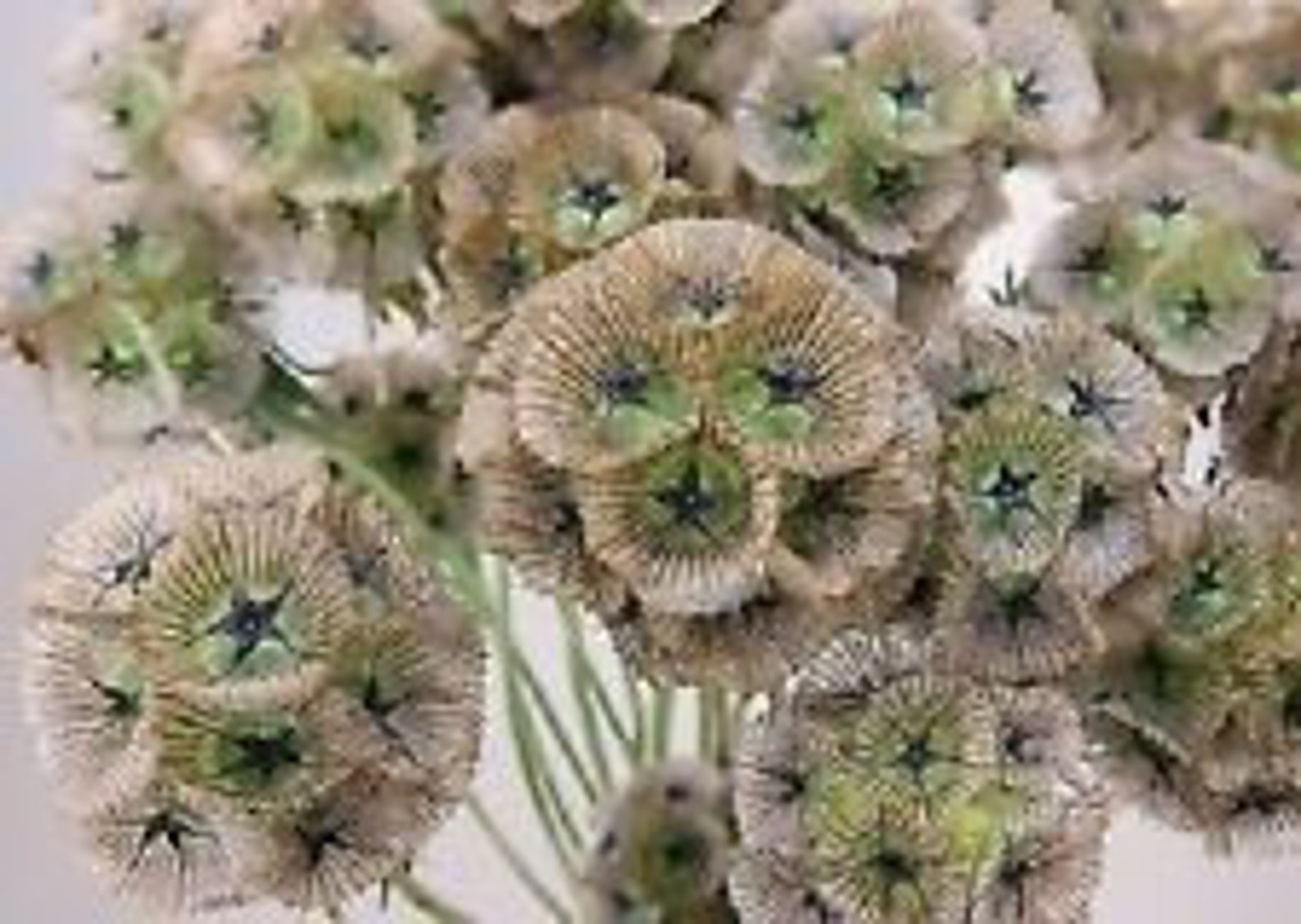 35 Starflower Pincushion Scabiosa Flower Seeds / Perennial Etsy