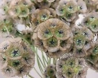 35+ Starflower Pincushion Scabiosa Flower Seeds / Perennial