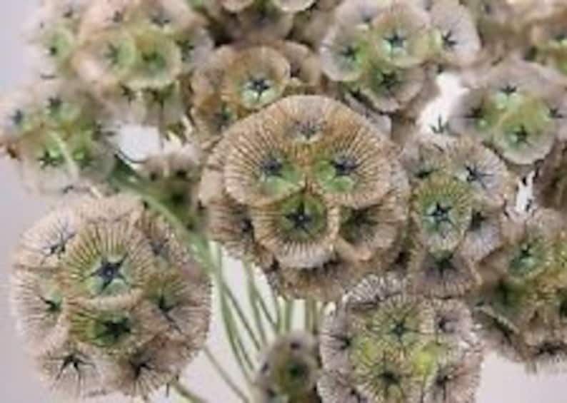 35 Starflower Pincushion Scabiosa Flower Seeds / Perennial Etsy