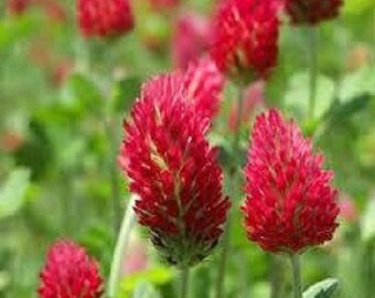 100+ Crimson Red Clover / Perennial Flower Seeds