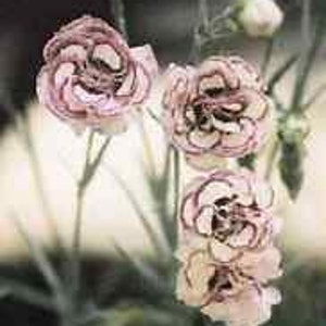 May include: Three pink and white carnations with ruffled petals. The flowers are in bloom and have a delicate appearance.
