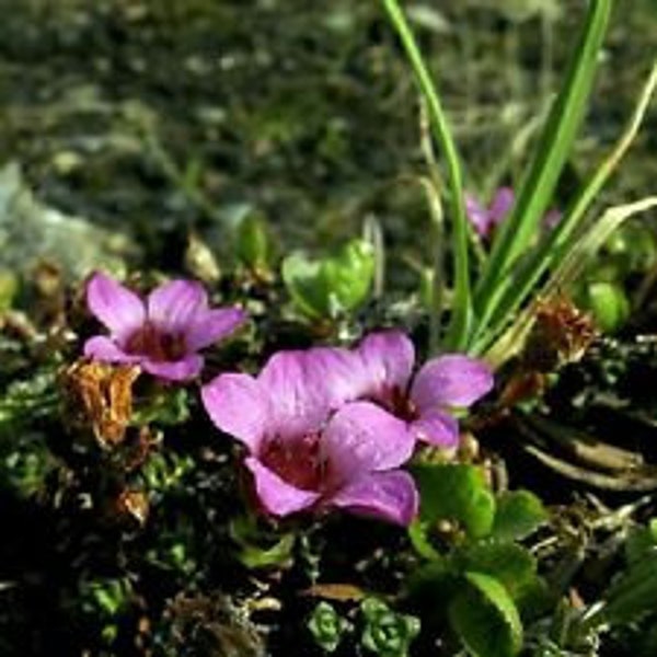 Más de 50 semillas de flores de alfombra de flores saxifraga / cubierta de suelo perenne de hoja perenne