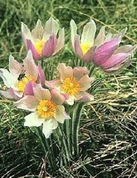 40+ Anemone Decaen Mix / Perennial Flower Seeds - Etsy