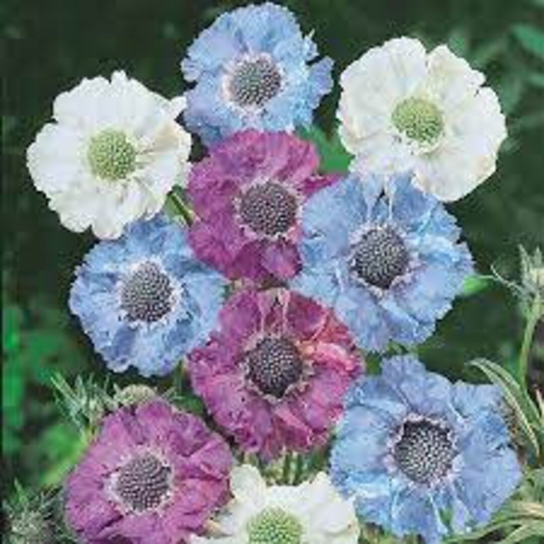 30 ISAAC HOUSE MIX Scabiosa Pincushion Flower Seeds / Perennial Etsy