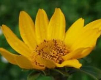 50+ Heliopsis False Sunflower Seeds / Perennial / Grows Poor Soil Even Hard Clay
