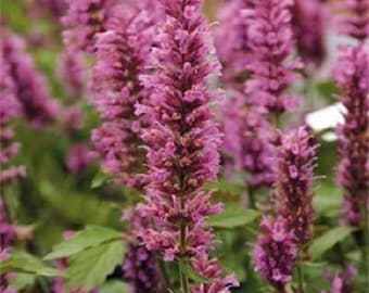 50+ Rose Mint Agastache / Hyssop / Perennial / Flower Seeds.