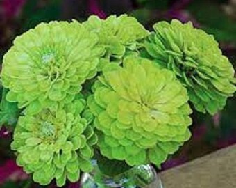 30+ Zinnia Lime Green Envy Blumensamen / Einjährig