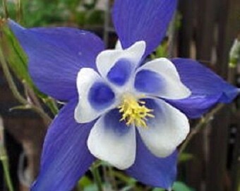 25+ Blue Star Aquilegia Columbine / Perennial Flower Seeds