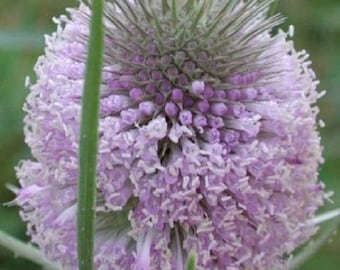 50+ Purple Teasel / Deer Resistant Perennial Flower Seeds