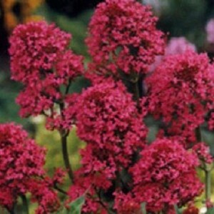 40+ Red Jupiter&#39;s Beard Centranthus Flower Seeds / Perennial