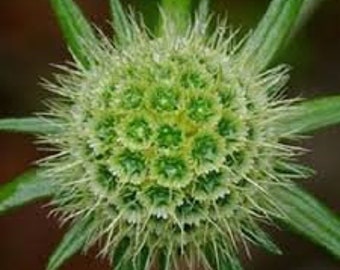 35+ GREEN PINCUSHION SCABIOSA Flower Seeds / Perennial