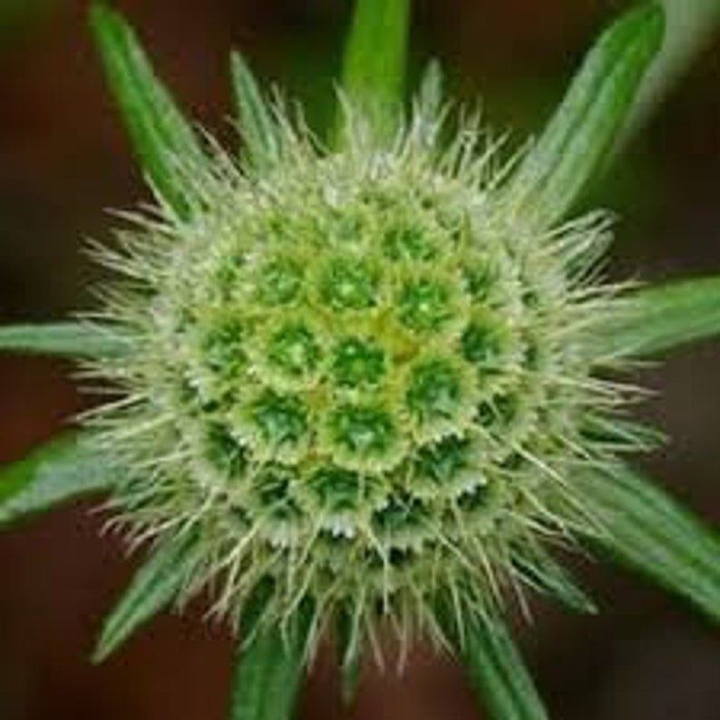 35 GREEN PINCUSHION SCABIOSA Flower Seeds / Perennial Etsy