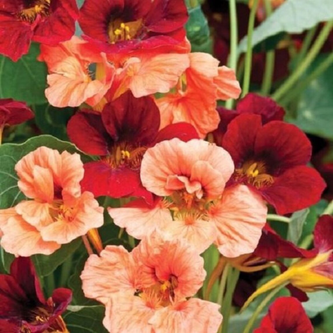 35 Nasturtium Glorious Gleam Mix / Reseeding Annual Flower Etsy