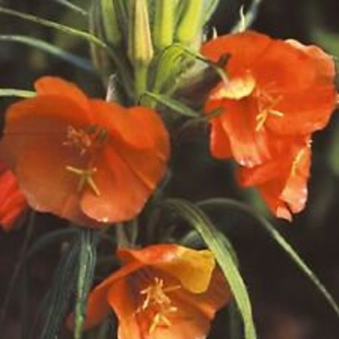 50 Sunset Boulevard Evening Primrose Flower Seeds /perennial