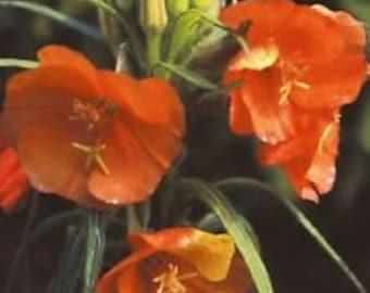 50+ Sunset Abend Primrose Blumensamen / Staude / Oenothera