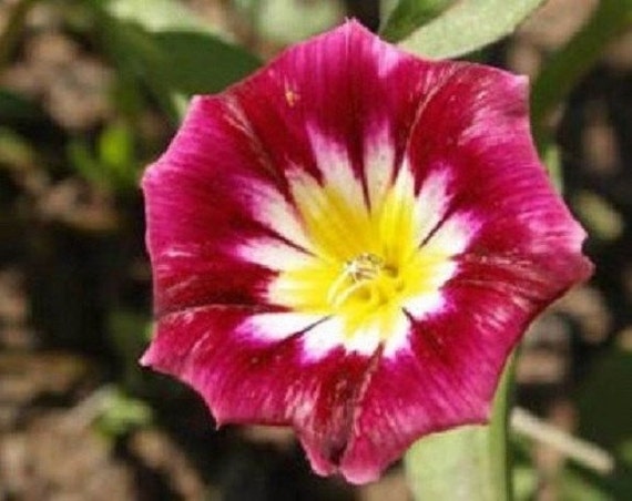Re=Seeding Ensign White Flower Seeds Morning Glory 25