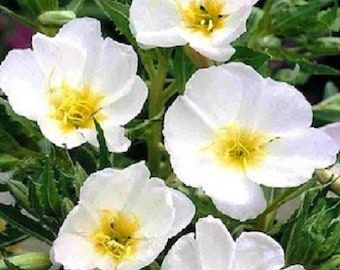 30+ Pure White Evening Primrose  / Perennial Flower Seeds