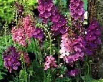 50+ Bombardier Mix Phoenicium Verbascum / Perennial Flower Seeds