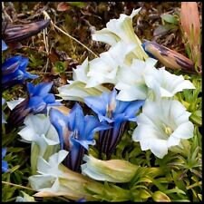 50+ Cream And Blue Gentian Flower Seeds Mix/ Gentiana / Shade Perennial