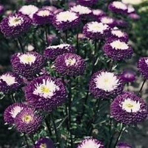 30+ Blue Pompom Aster Perennial Flower Seeds