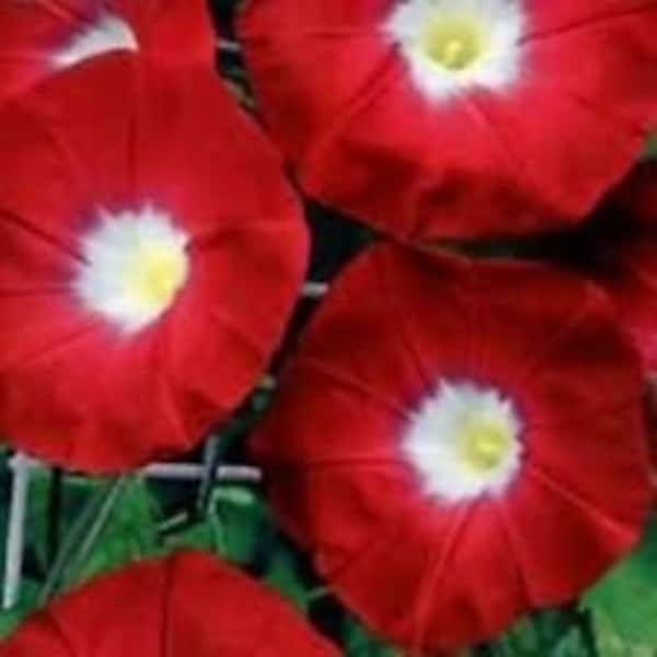 35+ Crimson Rambler Morning Glory Flower Seeds / Perennial / Ipomoea