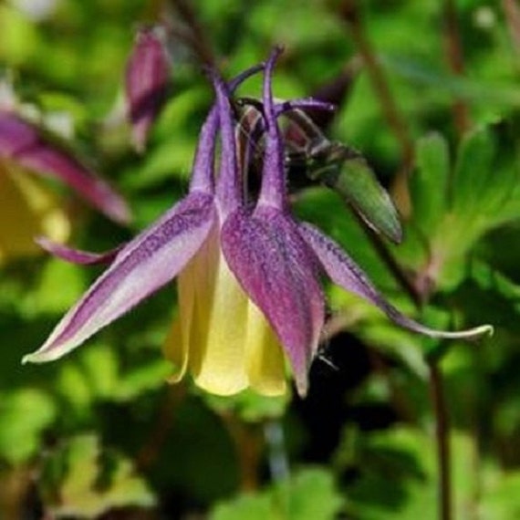 25 CHOCOLATE SOLDIER AQUILEGIA CHOCOLATE AND GREEN BI-COLOR PERENNIAL