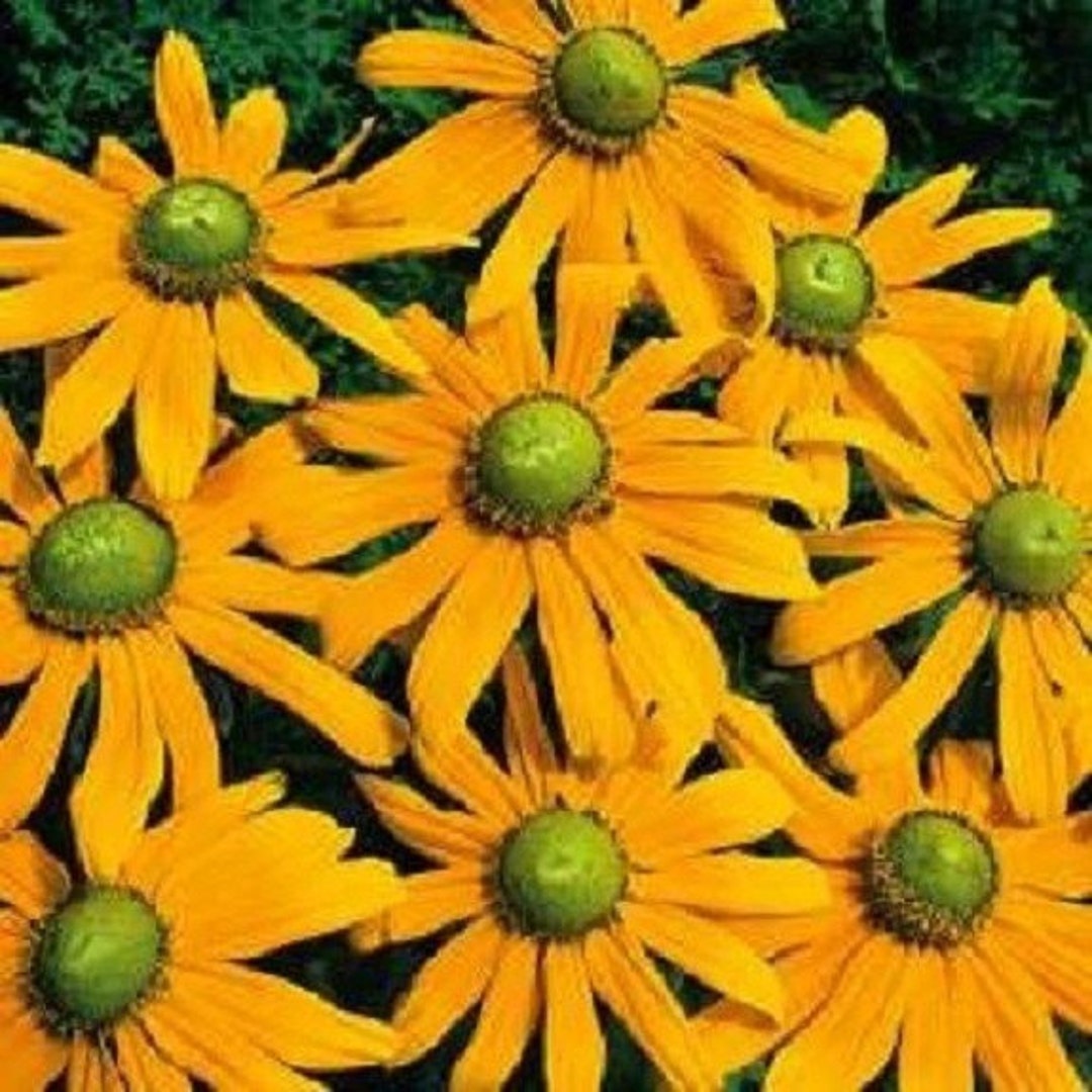 30+ Green-Eyed Rudbeckia (Black-Eyed Susan) Flower Seeds - Perennial, Zones 3-9