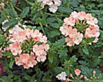 35+ Verbena Coral with Eye Perennial Flower Seeds Deer Resisant