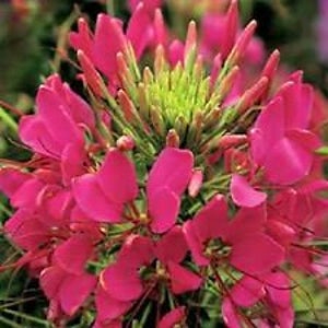 Puede incluir: Un racimo de flores de araña de color rosa brillante con tallos largos y delgados de color verde. Las flores tienen un aspecto delicado y plumoso.