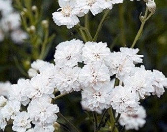 50+ White Achillea / Yarrow / Deer Resistant / Perennial / Flower Seeds.