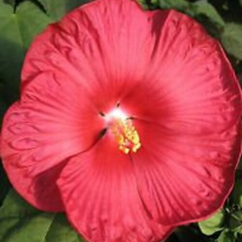 15 Pink Dinner Plate Hibiscus Flower Seeds Huge 1012 Inch Etsy