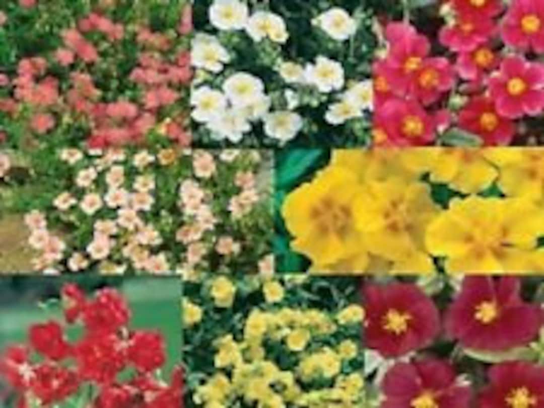 50 Helianthemum Flower Seeds Mix Evergreen Perennial Groundcover 50-helianthemum-flower-seeds-mix-evergreen-perennial-groundcover
