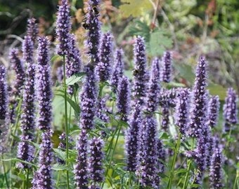 Purple Agasthache / Perennial Flower Seeds