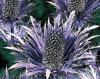 30 Eryngium Alpine Blue SEA HOLLY Flower seeds /Long Lasting Perennial