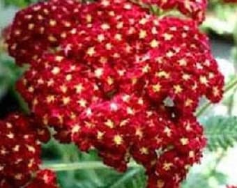 50+ Red Achillea / Yarrow / Deer Resistant / Perennial / Flower Seeds.