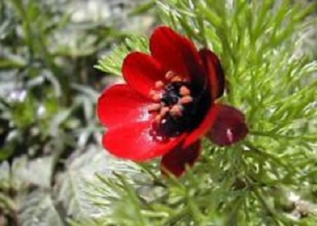 25+ Red Pheasant Eye Adonis / Perennial Flower Seeds - Etsy