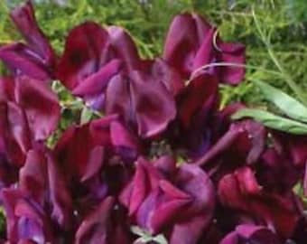 30+ Maroon Most Fragrant Sweet Pea Flower Seeds / Lathyrus / Reseeding AnnualN