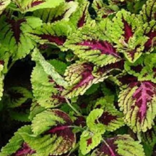 50+ Wizard Mosaic Coleus / Annual Flower Seeds