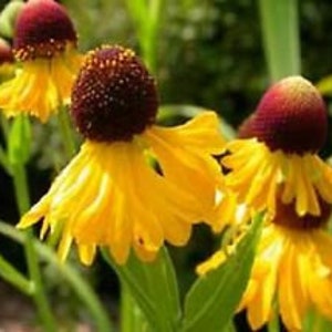 May include: Close-up of several yellow flowers with brown centers. The flowers have a unique, ruffled appearance and are in full bloom.