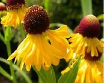 50+ Helenium Paarse Hoofd Kleine Danseres Meerjarige Bloemzaden