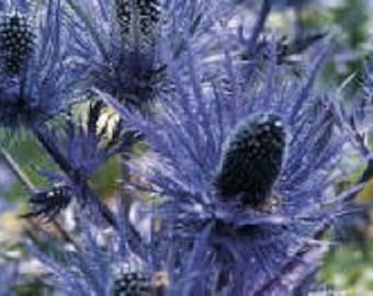 Más de 30 semillas de flores perennes de eringio, acebo marino azul metálico