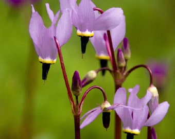 25+ Dodecatheon Purple / Shade-Loving Perennial Flower Seeds