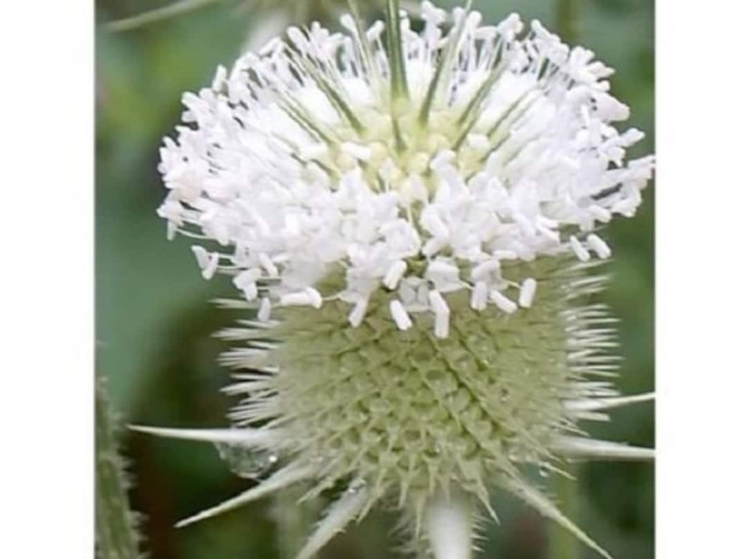50+ White Teasel / Deer Resistant Perennial Flower Seeds - Etsy