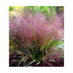 50+ Eragrostis Purple Love Grass Seeds/ Perennial/ Thrives In Poor Soils