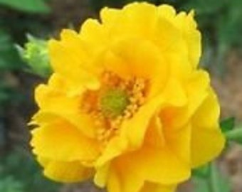 New! 50+ Extra Large Yellow Lady Strantheden Geum Flower Seeds / Perennial